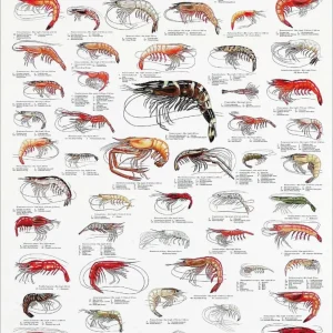 Reker – Plakat med 56 reker