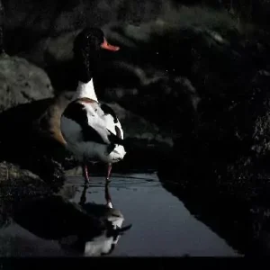 Vår Fuglefauna – 1982-3, årgang 5