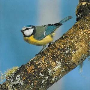Vår Fuglefauna – 1987-4, årgang 10