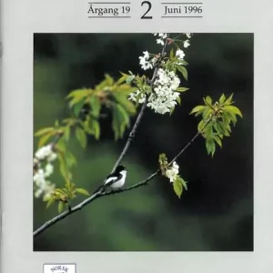 Vår Fuglefauna – 1996-2, årgang 19
