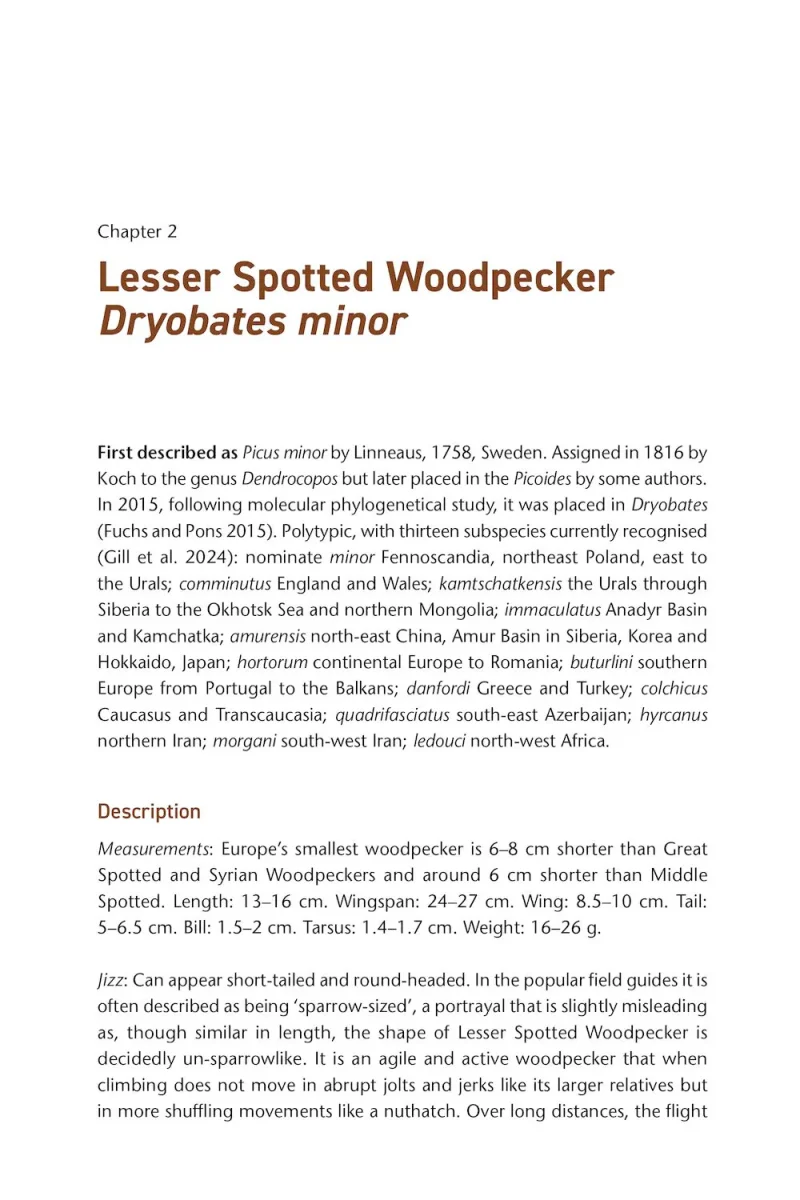 The Pied Woodpeckers - Image 5