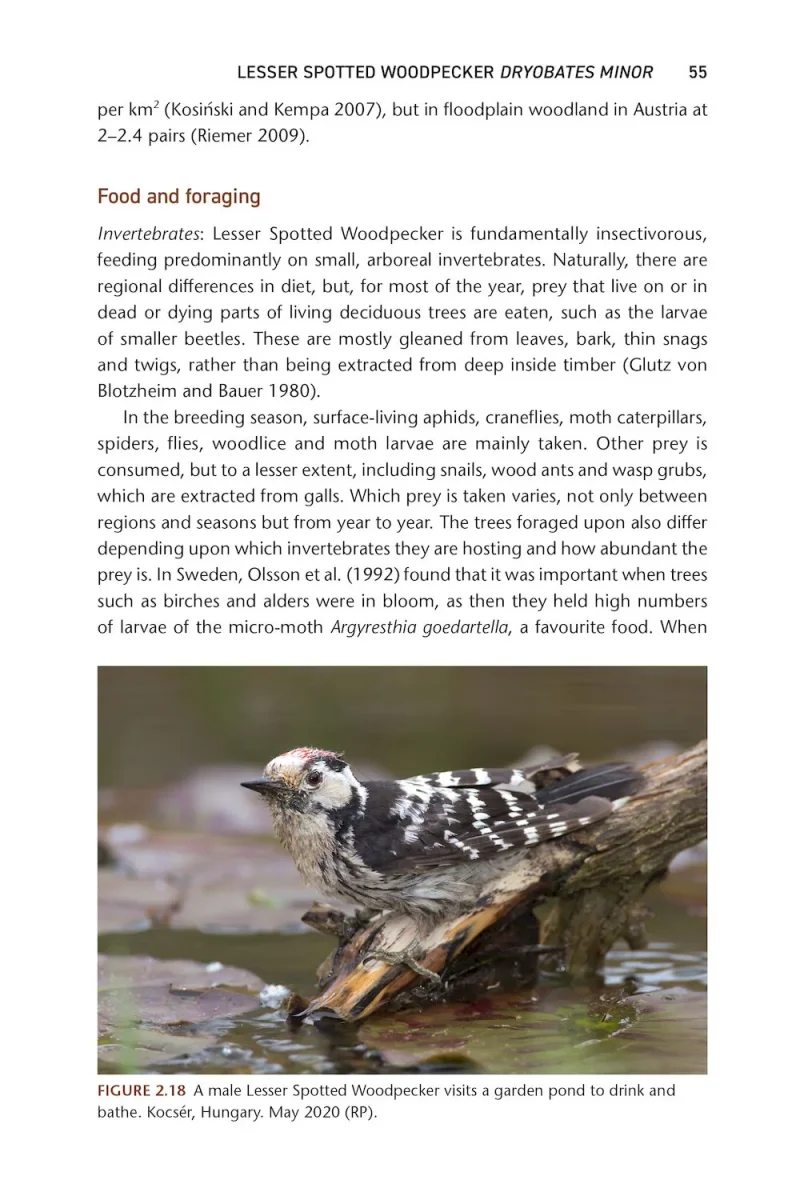 The Pied Woodpeckers - Image 6