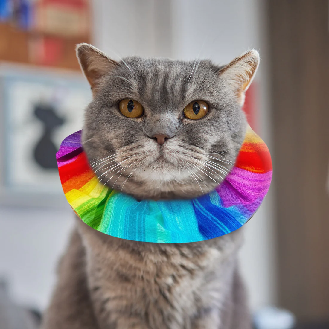 Birdsbesafe kattehalsbånd Rainbow Sally langhåret - Image 4