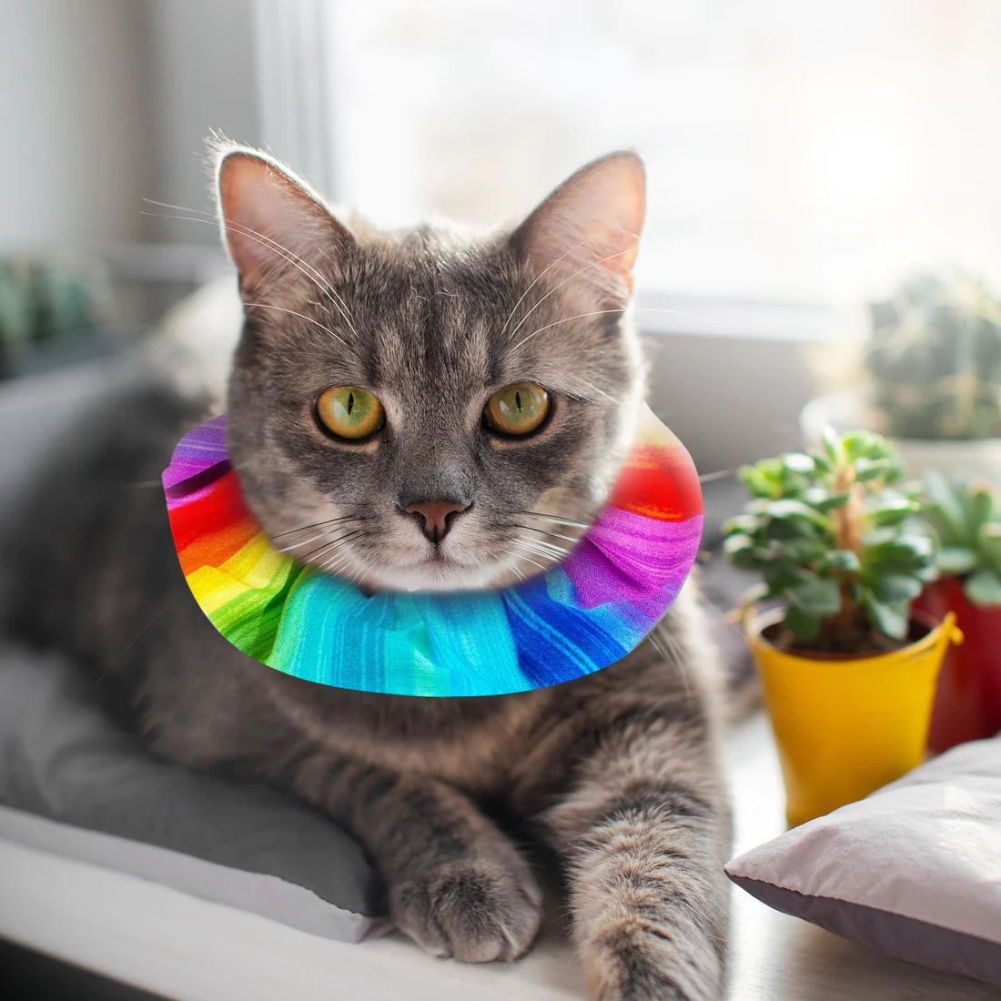 Birdsbesafe kattehalsbånd Rainbow Sally langhåret - Image 3