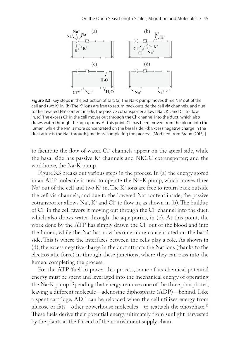 The Physics of Birds and Birding - Image 4